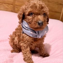 Milo - Red  male Goldendoodle puppy in Centralia, Missouri from Oodles Of Doodles Mo.