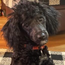 Poodles from Kingdom Kennels