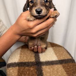 Iris - Red female Dachshund puppy in Santa Rosa, California from Signatures Mini Dachshunds