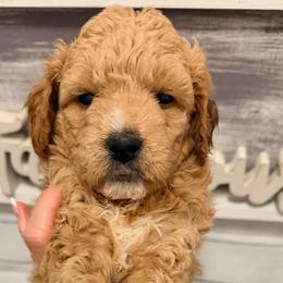 Happy - Red  female Goldendoodle puppy in Bradenton, Florida from Christianna’s Mini Goldendoodles