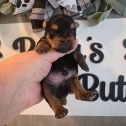 Navy - Black and gold male Yorkshire Terrier puppy in Clermont, Florida from Bella's Prissy Butts