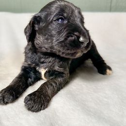 Chili - Phantom male Goldendoodle puppy in Osage City, Kansas from Golden Ridge Goldens