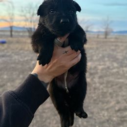 Eywa - Black female German Shepherd puppy in Beryl, Utah from Von Den Mächtigen Kennels