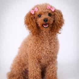 Remi - Poodle