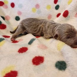 Scout - Isabella male German Shepherd puppy in Los Lunas, New Mexico from Mali's German Shepherds