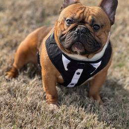 Ripli - French Bulldog