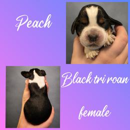 Peach - Tri-Roan female English Springer Spaniel puppy in Florida from Thunderbird Springers