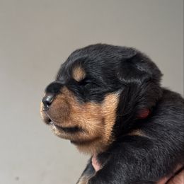 Teddy - Black and mahogany male Rottweiler puppy in Grass Valley, California from Rottweiler vom Hause Wolf