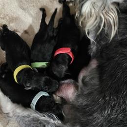 Miniature Schnauzers from Harbinger Miniature Schnauzers