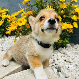 Neil Armstrong - Sable and white male American Corgi puppy in Cocoa, Florida from Cascadian Space Coast Corgis LLC