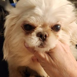 Tiffany - Shih Tzu