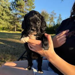 Fede - Black female Cavapoo puppy in Yacolt, Washington from Olga’s puppy nursery
