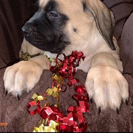 Mastiff Puppies from Eagle Pond Mastiffs
