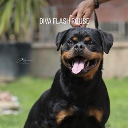 Diva - Rottweiler