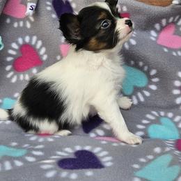 Dottie - White black and tan female Papillon puppy in Fulton, Missouri from Papillon Love