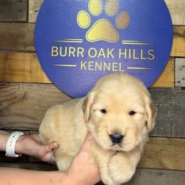 First Pick - Golden male Golden Retriever puppy in Kimberly, Idaho from Burr Oak Hills Kennel