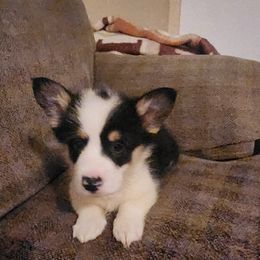 Boy 6 - Black and tan male Pembroke Welsh Corgi puppy in Grand Blanc, Michigan from Dellinger's Corgi's