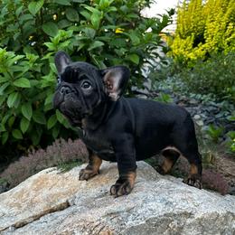 Andy  from ofa'd parents - Black and tan male French Bulldog puppy in Billings, Montana from Montana Made Frenchies