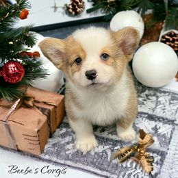 American Corgi and Pembroke Welsh Corgi Puppies from Beebe’s Corgis