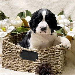 English Springer Spaniel Puppies from Cedarhaven Springer Spaniels