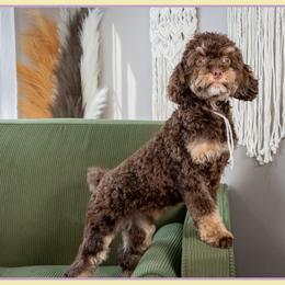 Priscilla - Brown and tan female Cockapoo puppy in Connersville, Indiana from Deaz Doodle Ranch