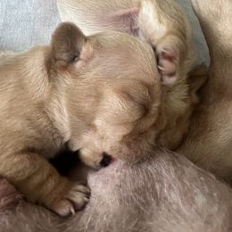 Bulldog and French Bulldog Puppies from Bulldog Chronicles