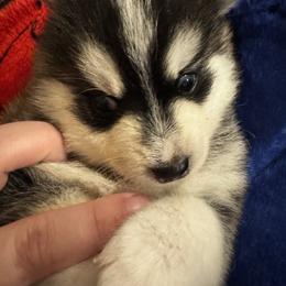 Tyler - Black and white male Pomsky puppy in Bolton, Connecticut from Elle Pomsky