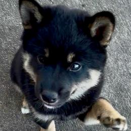 Dakota - Black and tan female Shiba Inu puppy in Clewiston, Florida from Animal Farm Shiba Inus & Mameshibas