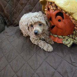 Chase - Cafe au lait male Poodle puppy in Mc Dade, North Carolina from Toy Poodles of NC