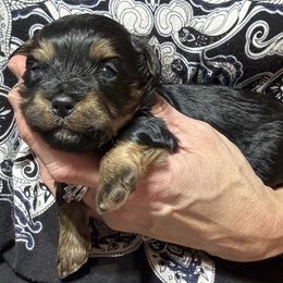 Male 1 - Black and tan male Havanese puppy in Congerville, Illinois from Happy Go Lucky Havanese
