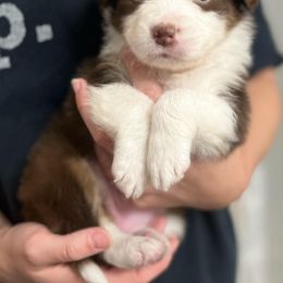 Australian Shepherd Puppies from Southern Sky Aussies