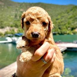 Eric - Red male Aussiedoodle puppy in Upper Lake, California from Redwood Aussiedoodles