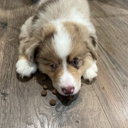 Eko - Red merle female Miniature American Shepherd puppy in Clarksville, Tennessee from Jennifer Shaneberger