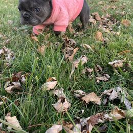 French Bulldog Puppies from Gotts Frenchies
