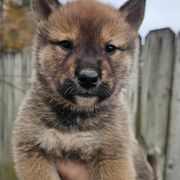 Girl 2 - Shikoku puppy from Hachidori Sou