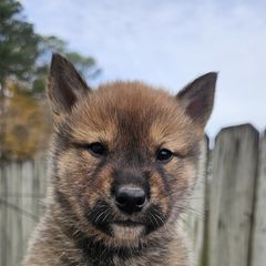 Girl 2 - Shikoku puppy from Hachidori Sou