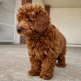 Paris - Red  male Goldendoodle puppy in Bethlehem, Pennsylvania from Golden Maxim Kennels