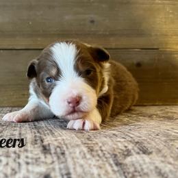 Cheers - Red tri-color female Australian Shepherd puppy in Kearney, Nebraska from Helix Aussies