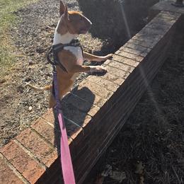Bull Terrier Puppies from Lynn Hill Bull Terriers
