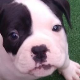 Alapaha Blue Blood Bulldogs from Baker's Acres