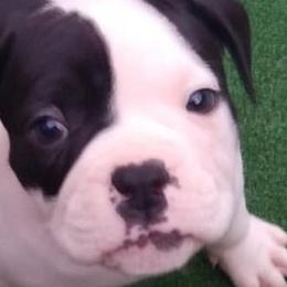 Alapaha Blue Blood Bulldogs from Baker's Acres