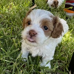 Cavapoo and Shihpoo Puppies from Haus of Doodles