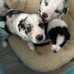 Border Collie Puppies from Roaring River Border Collies