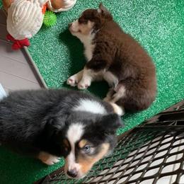 Miniature Australian Shepherds from Morgan Hill Aussies