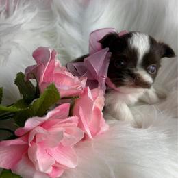 Maui - Chocolate and white female Chihuahua puppy in Gloucester, Virginia from Charlotte's Web of Chihuahuas