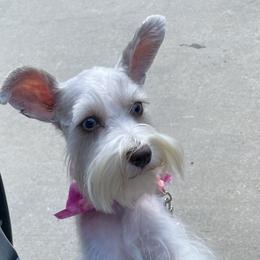 Rose - Miniature Schnauzer