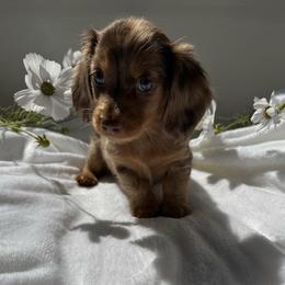 Faye - Dapple female Dachshund puppy in San Diego, California from Enchanted little dachshunds