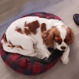 Zella - Cavalier King Charles Spaniel