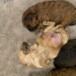 Cockapoo Puppies from Ouachita River Cockspoos