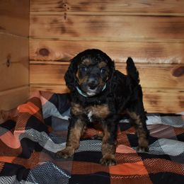 G1 Blue female - Phantom female Poodle puppy in Nelson, Missouri from MD Triple Creek Ranch